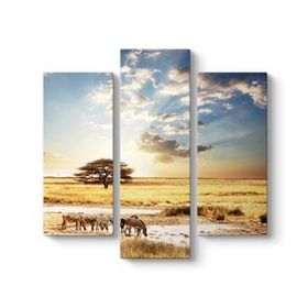 Tabloshop Afrika Zebra 60x60 cm Tablo