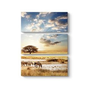 Tabloshop Afrika Zebra 60x60 cm Tablo