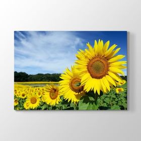 Tabloshop Ayçiçekleri 140x100 cm Tablo