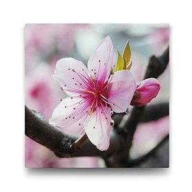 Tabloshop Baharda Kiraz Çiçeği 70x70 cm Tablo