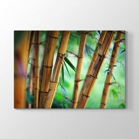Tabloshop Bambu Ağaçları 60x40 cm Tablo