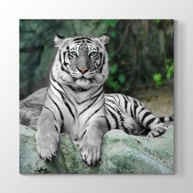 Tabloshop Bengal Kaplanı 100x100 cm Tablo