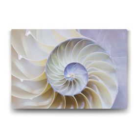 Tabloshop Beyaz Deniz Kabuğu 60x40 cm Tablo