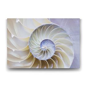 Tabloshop Beyaz Deniz Kabuğu 60x40 cm Tablo