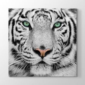 Tabloshop Beyaz Kaplan 100x100 cm Tablo