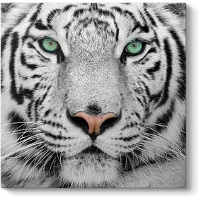 Tabloshop Beyaz Kaplan 100x100 cm Tablo