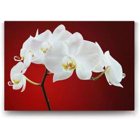 Tabloshop Beyaz Orkide 75x50 cm Tablo