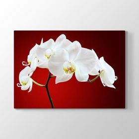 Tabloshop Beyaz Orkide 75x50 cm Tablo