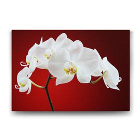 Tabloshop Beyaz Orkide 75x50 cm Tablo