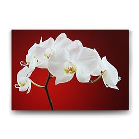 Tabloshop Beyaz Orkide 75x50 cm Tablo