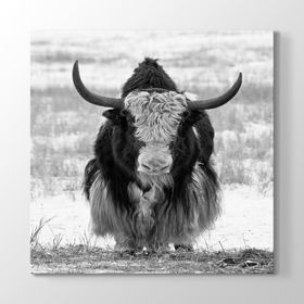 Tabloshop Bufalo 100x100 cm Tablo