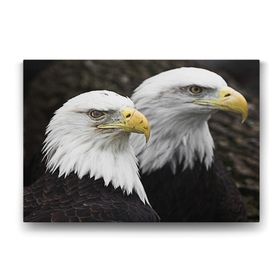 Tabloshop Çift Başlı Kartal 75x50 cm Tablosu