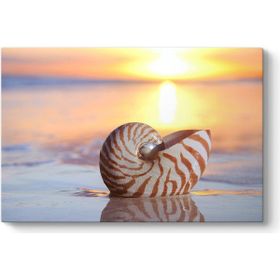 Tabloshop Deniz Kıyısında Deniz Kabuğu 60x40 cm Tablo