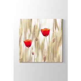 Tabloshop Gelincik Çiçeği 60x60 cm Tablo