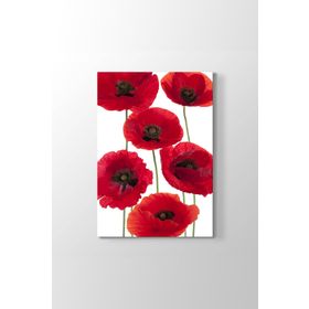 Tabloshop Gelincik Çiçeği Vektör 80x125 cm Tablo