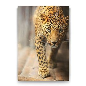 Tabloshop Gizemli Kediler 40x60 cm Tablo
