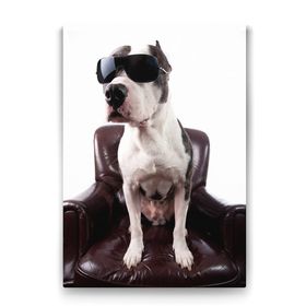 Tabloshop Gözlüklü Pitbull 40x60 cm Tablo