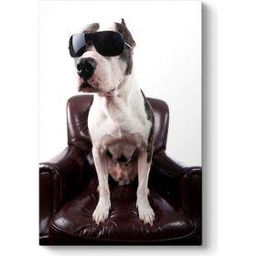 Tabloshop Gözlüklü Pitbull 80x125 cm Tablo
