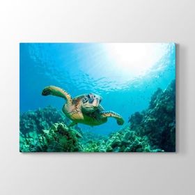 Tabloshop Kaplumbağa 125x80 cm Tablo