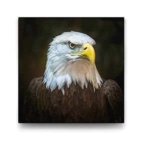 Tabloshop Kartal 40x40 cm Tablo