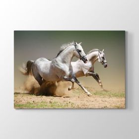 Tabloshop Kumda Koşan Beyaz Atlar 75x50 cm Tablo