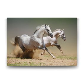 Tabloshop Kumda Koşan Beyaz Atlar 90x60 cm Tablo