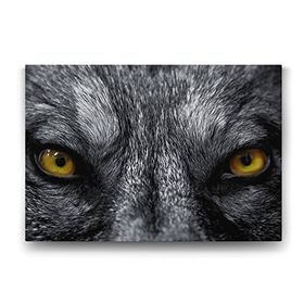 Tabloshop Kurt Gözleri 45x30 cm Tablo