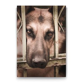 Tabloshop Kurt Köpeği 40x60 cm Tablo