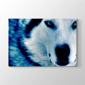 Tabloshop Mavi Kurt 100x70 cm Tablo