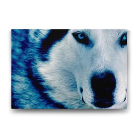 Tabloshop Mavi Kurt 100x70 cm Tablo