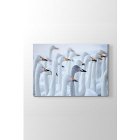 Tabloshop Ördekler 45x30 cm Tablo