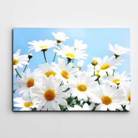 Tabloshop Papatyalar Kanvas Tablo