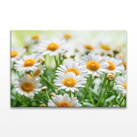 Tabloshop Papatyalar Kanvas Tablo
