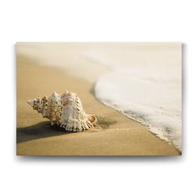 Tabloshop Sahile Vurmuş Deniz Kabuğu 125x80 cm Tablo