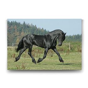 Tabloshop Siyah Arap Atı 45x30 cm Tablo