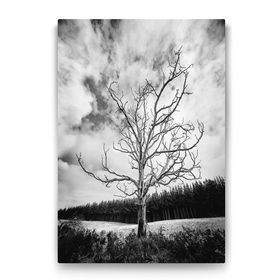 Tabloshop Siyah Beyaz Kuru Ağaç 60x90 cm Tablo