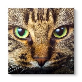 Tabloshop Tekir Kedi 60x60cm Tablosu