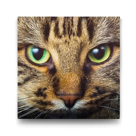 Tabloshop Tekir Kedi 70x70 cm Tablosu