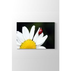 Tabloshop Uğur Böceği Papatya 45x30 cm Tablo