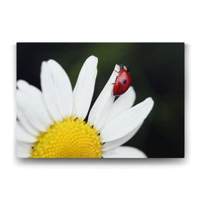 Tabloshop Uğur Böceği Papatya 90x60 cm Tablo