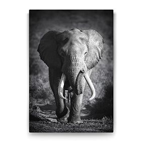 Tabloshop Yaşlı Fil 40x60 cm Tablo