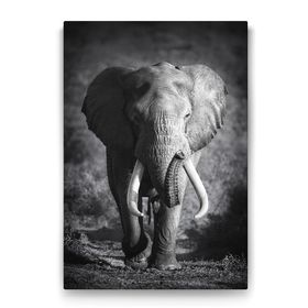 Tabloshop Yaşlı Fil 50x75 cm Tablo