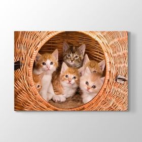 Tabloshop Yavru Kediler 125x80 cm Tablo