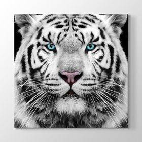 Tabloshop Yeşil Gözlü Beyaz Kaplan 60x60cm Tablosu