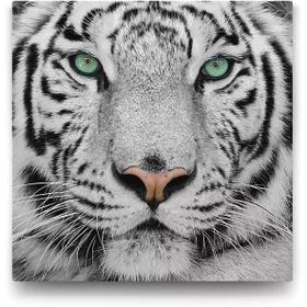 Tabloshop Yeşil Gözlü Beyaz Kaplan 90x90 cm Tablosu