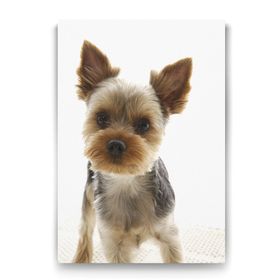 Tabloshop Yorkshire Köpek 50x75 cm Tablo