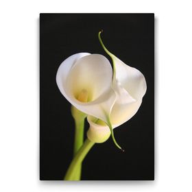 Tabloshop Zambak Çiçeği I 40x60 cm Tablo
