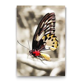 Tabloshop Zarif Kelebek 60x90 cm Tablo