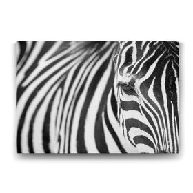 Tabloshop Zebra 100x70 cm Tablo