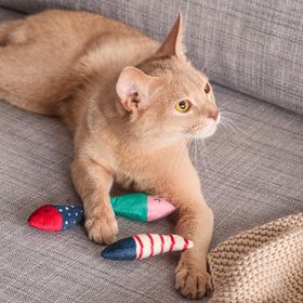 Tchibo Kedi Oyuncağı